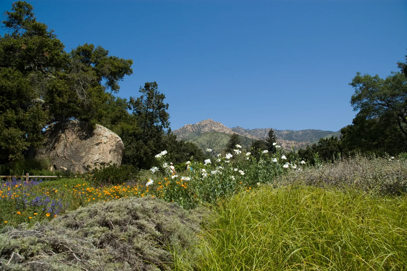 Meadow, Blaksley Boulder, view to the mountains, La Caumbre Peak and Cathedral Peak, SBBG 2 years after the Jesusita Fire, wildflowers