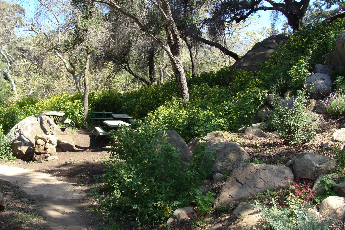 Canyon sunflower covers the slope above the Picnic Area, Campbell Trail, SBBG 2 years after the Jesusita Fire
