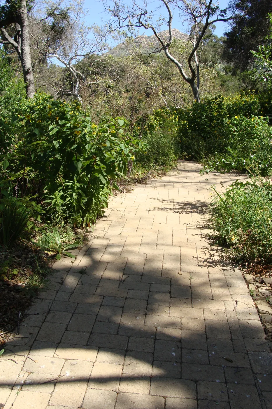 pavered path to the Picnic Area from the Campbell Trail, view to La Cumbre Peak, SBBG 2 years after the Jesusita Fire