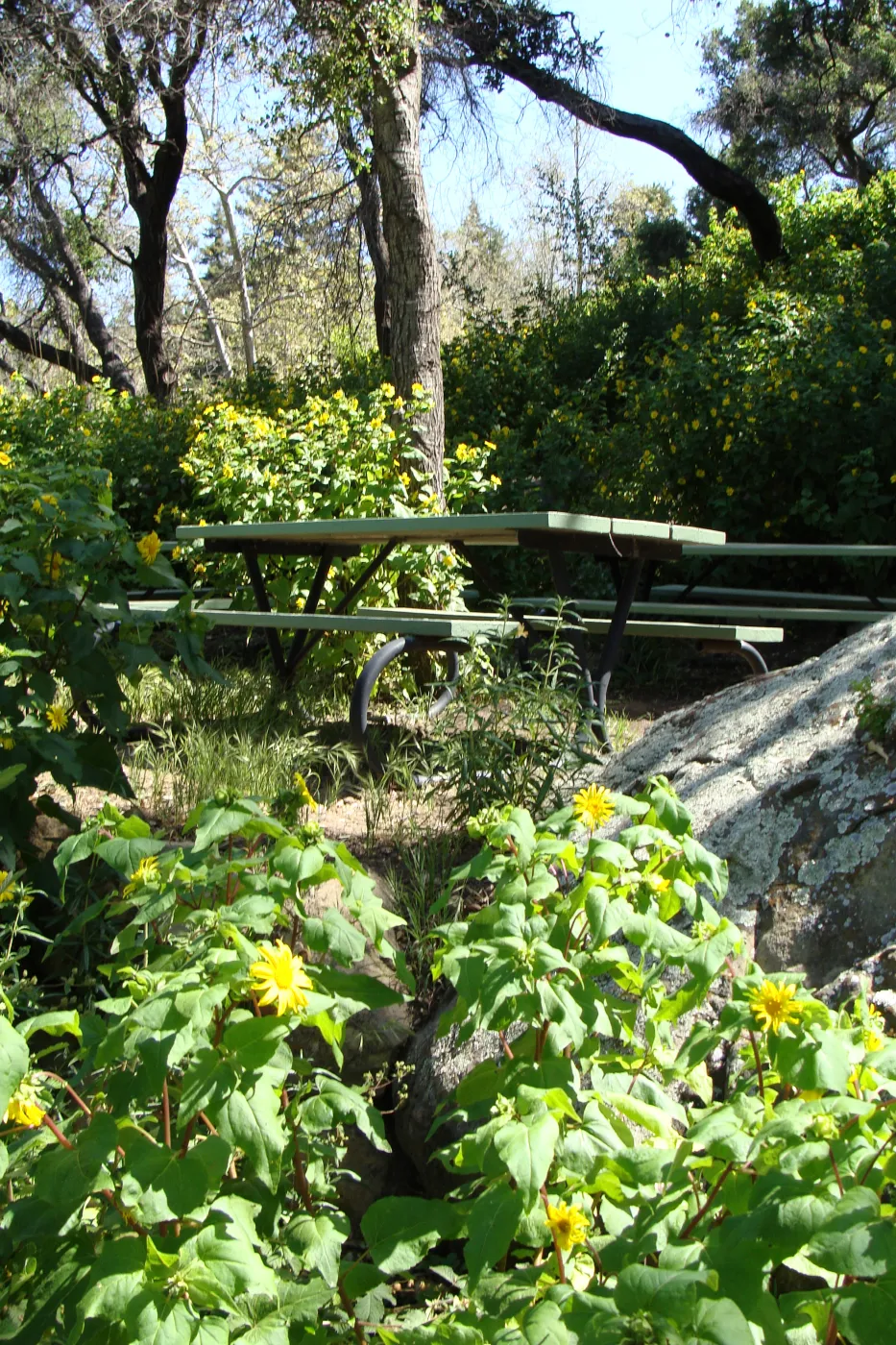 Canyon sunflower in the Picnic Area, Campbell Trail, SBBG 2 years after the Jesusita Fire