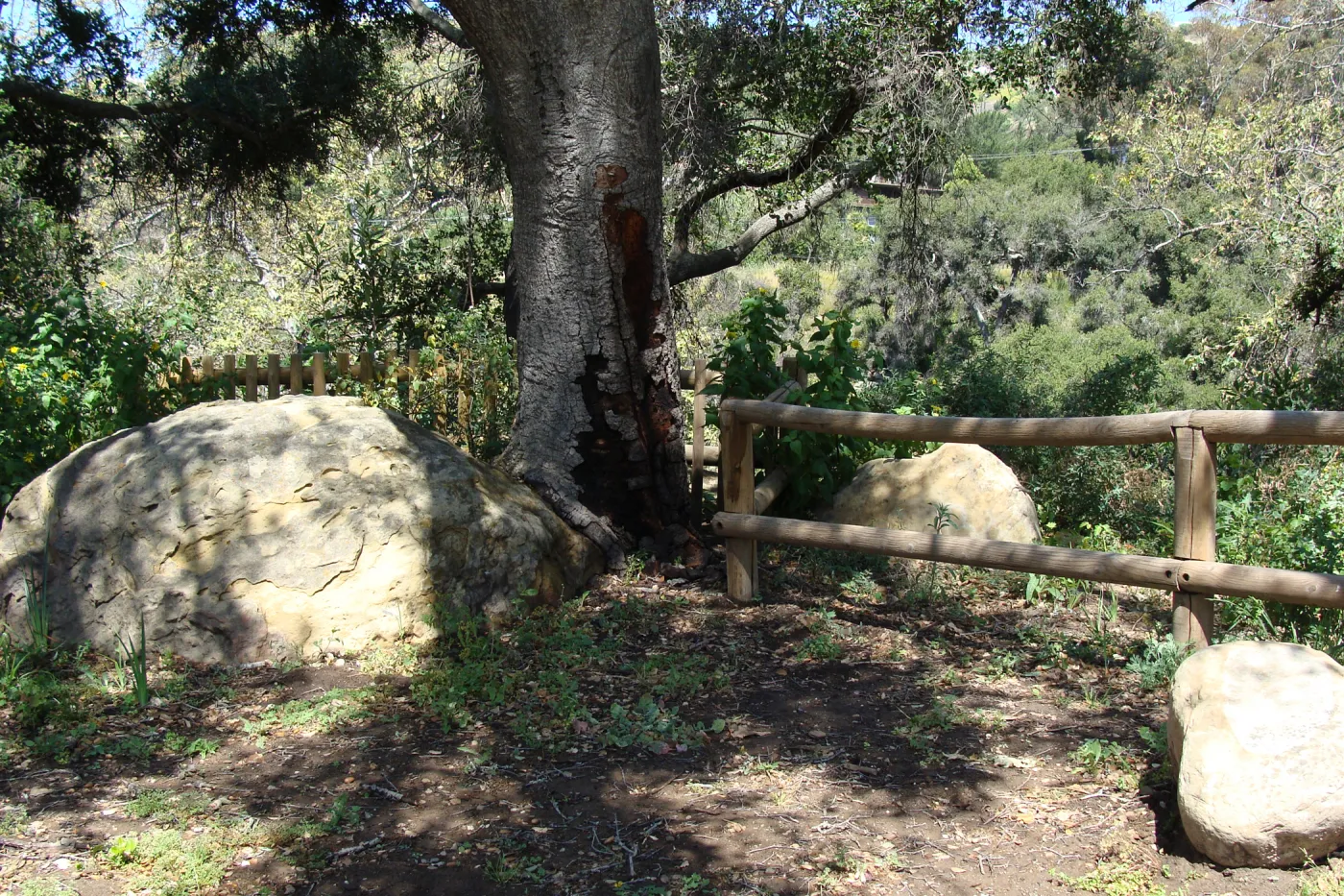 new wood railing and fence at the Canyon Rim, former wood bench location near the top of the Meadow, SBBG 2 years after the Jesusita Fire