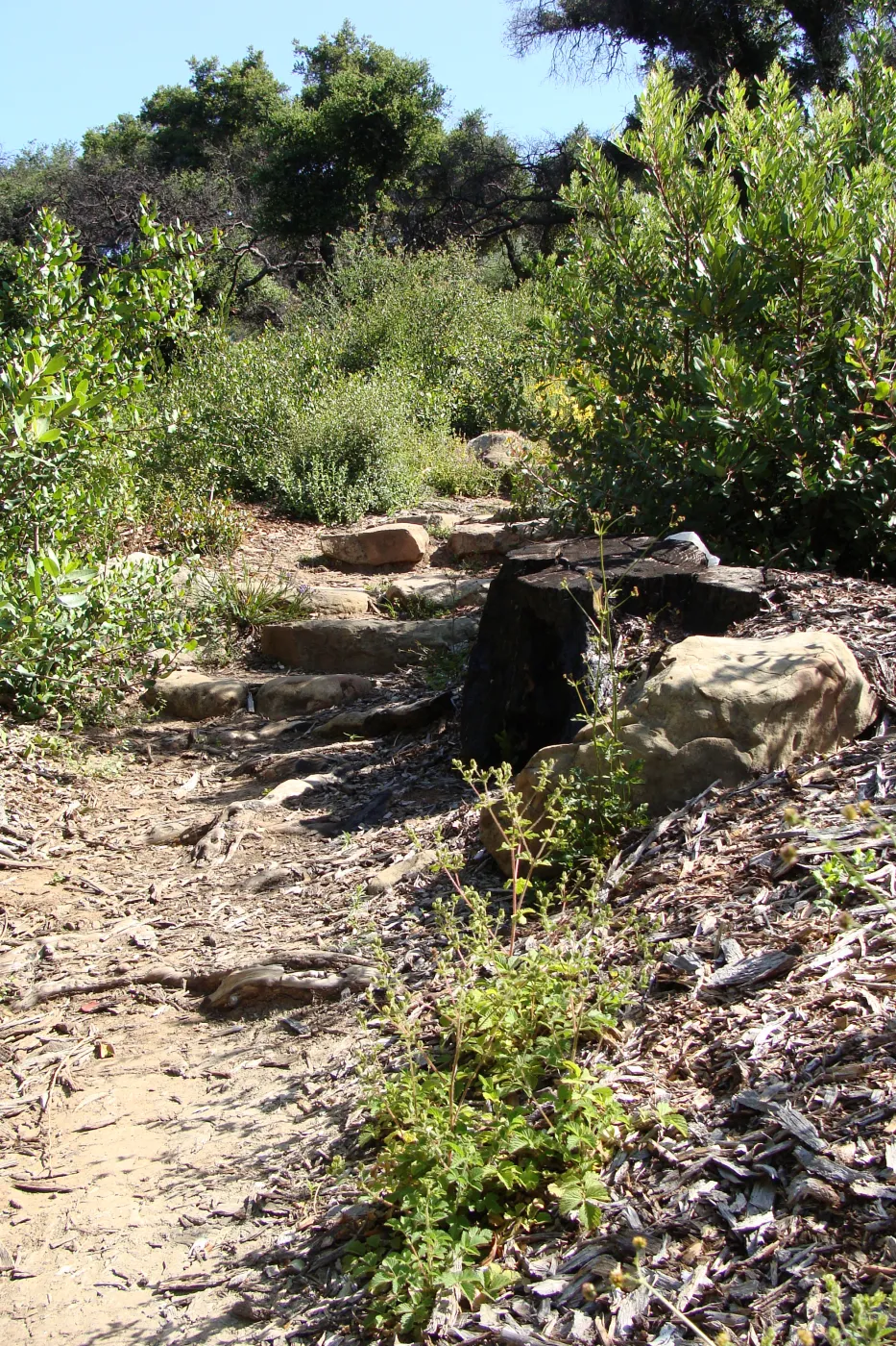 path into the Woodland Trail, SBBG 2 years after the Jesusita Fire