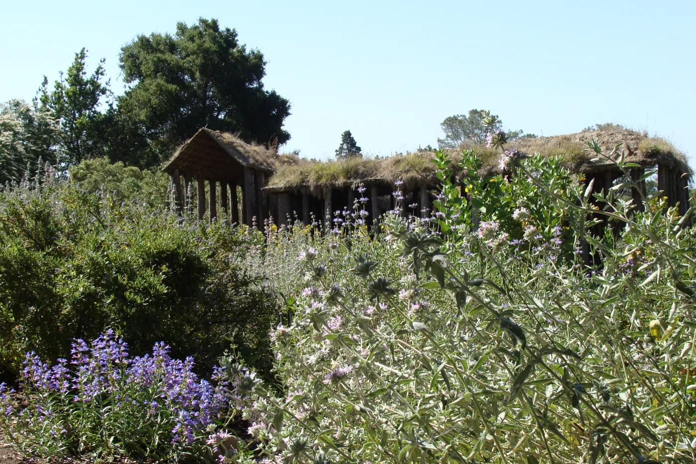lush perennial border at the top of the Meadow, SBBG 2 years after the Jesusita Fire, Herb Parker sculpture