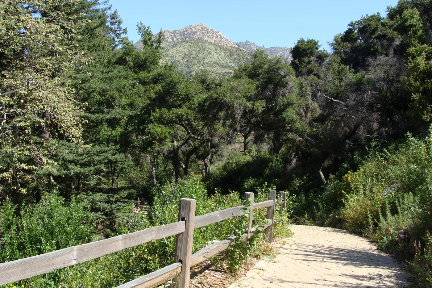 lush green chaparral growth on Cathedral Peak, La Cumbre Peak view from the top of the trail to the Redwood Section, SBBG 2 years after the Jesusita Fire
