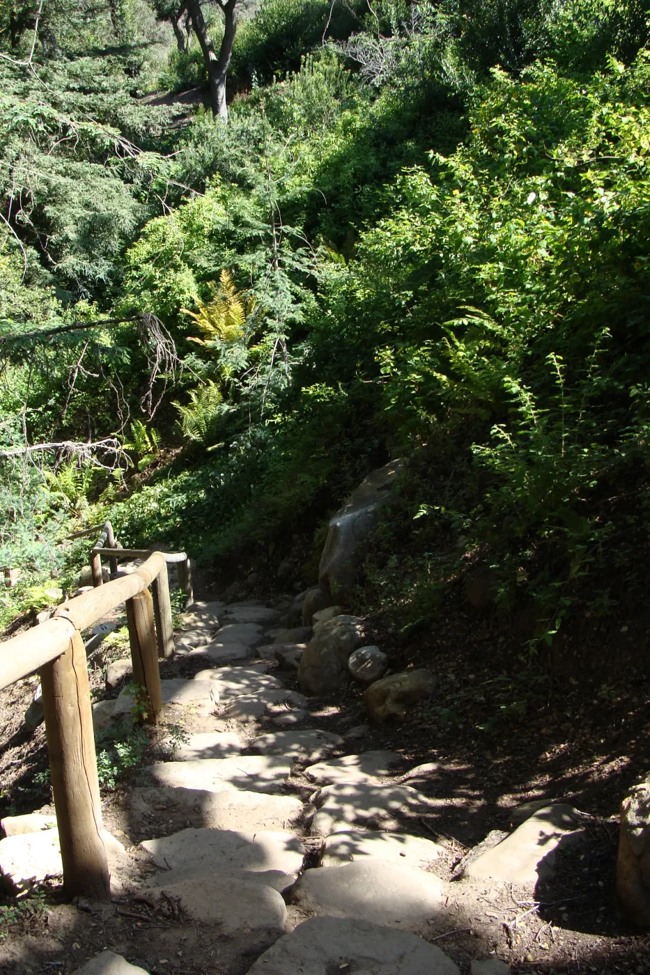 Indian Steps, Redwood Section, SBBG 2 years after the Jesusita Fire