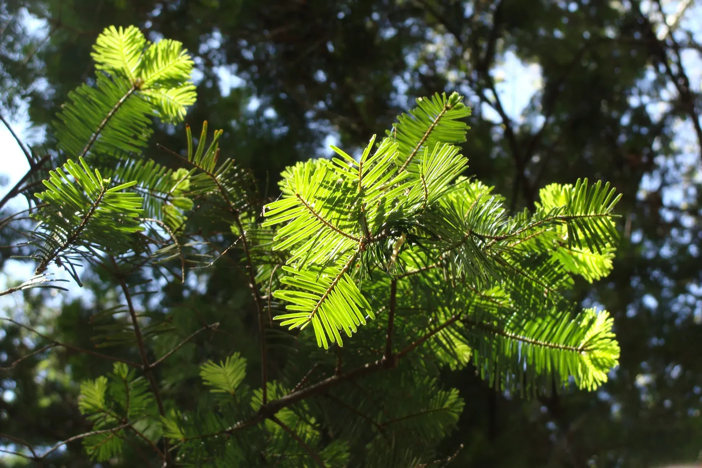 green shoots on coast redwood trees, Redwood Section, SBBG 2 years after the Jesusita Fire