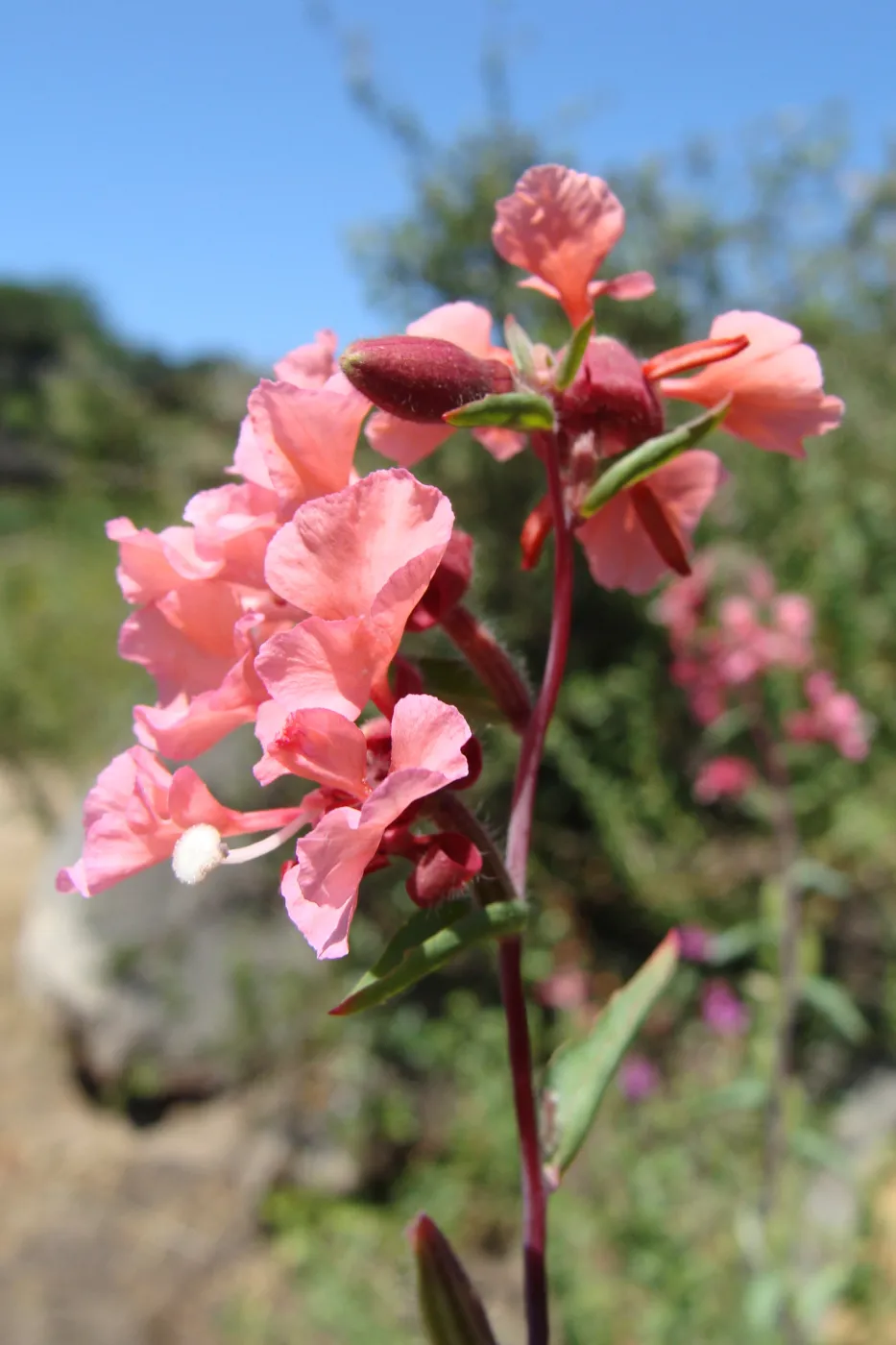 wildflowers on the Pritchett Trail, SBBG 2 years after the Jesusita Fire