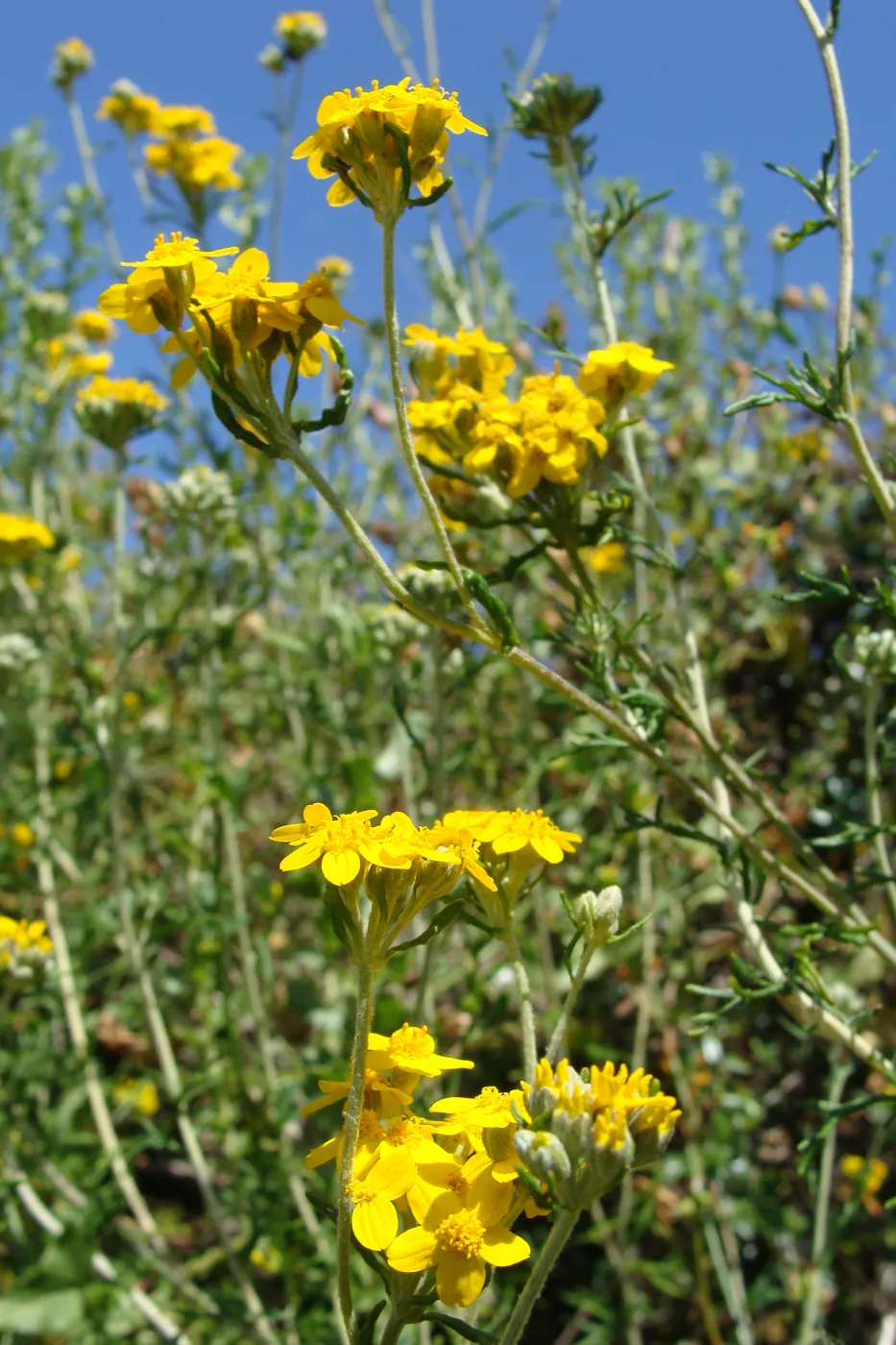 wildflowers on the Pritchett Trail, SBBG 2 years after the Jesusita Fire
