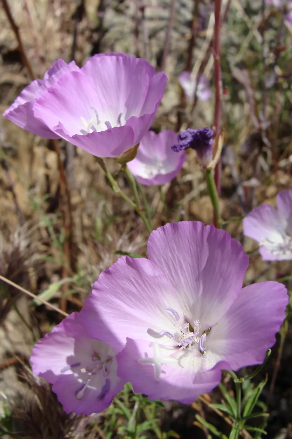 wildflowers on the Pritchett Trail, SBBG 2 years after the Jesusita Fire