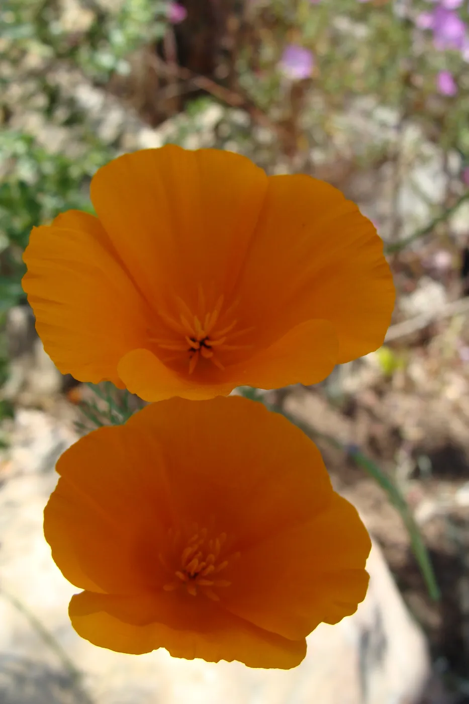 wildflowers on the Pritchett Trail, SBBG 2 years after the Jesusita Fire