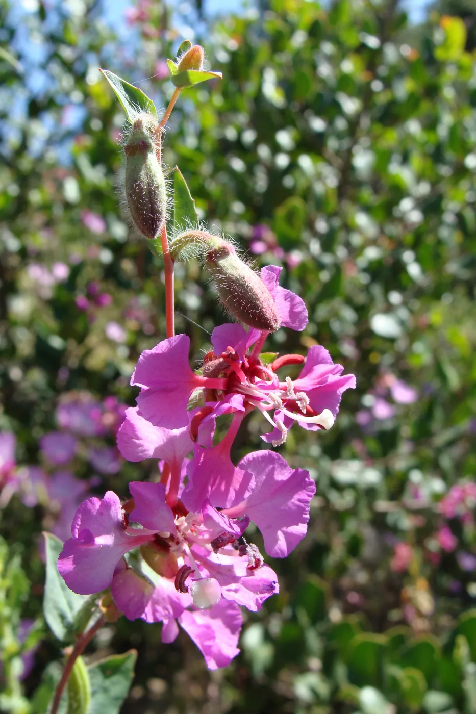 wildflowers on the Pritchett Trail, SBBG 2 years after the Jesusita Fire
