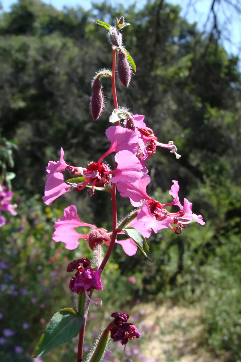 wildflowers on the Pritchett Trail, SBBG 2 years after the Jesusita Fire