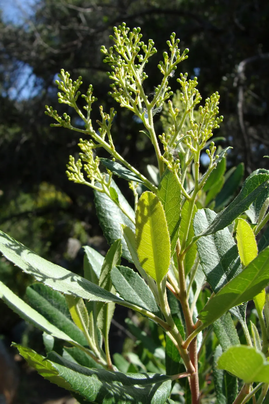 fresh leaves and flowering vegetion along the Pritchett Trail, SBBG 2 years after the Jesusita Fire