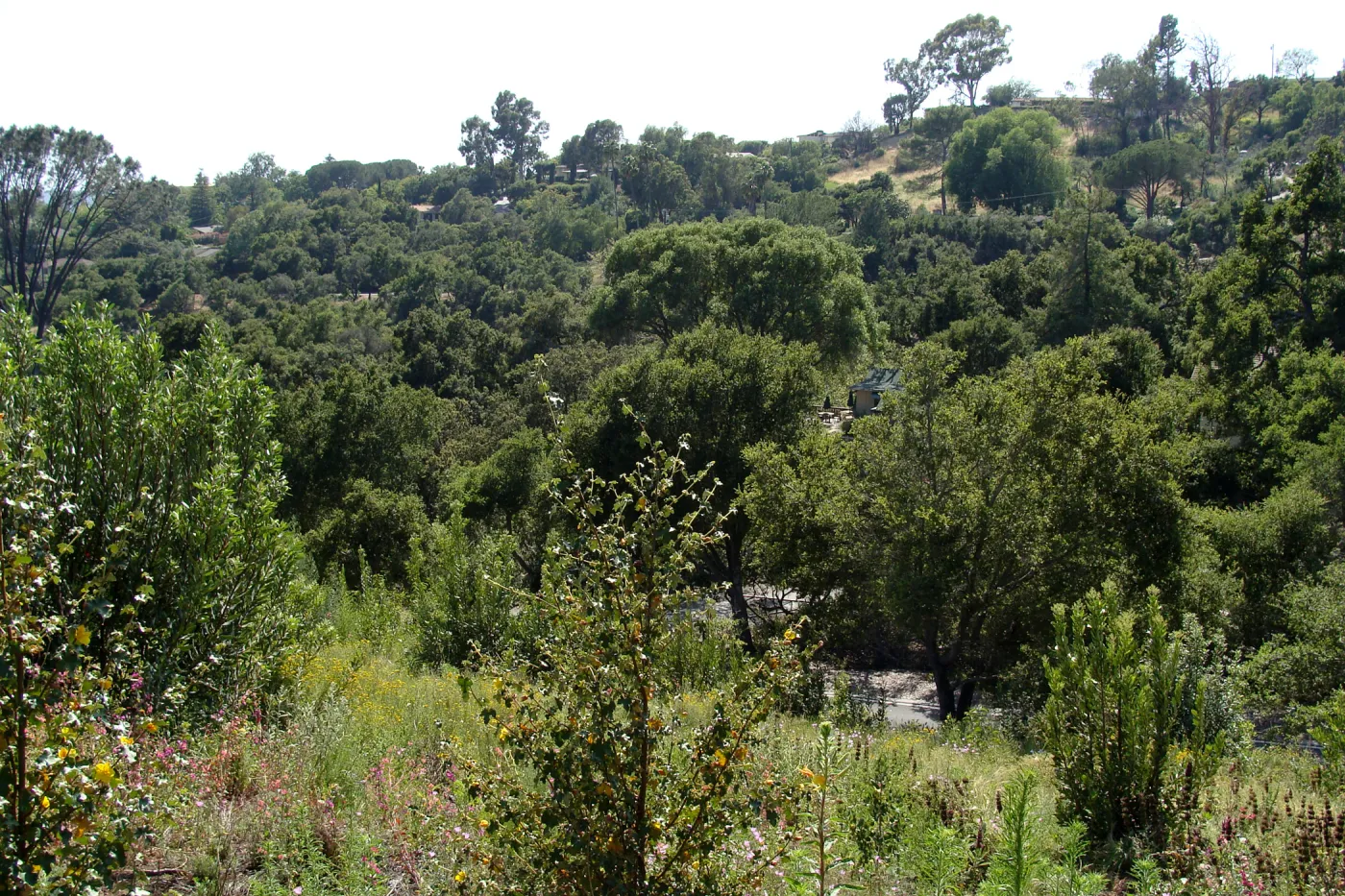 Porter Trail, Cypress Section, view down to Mission Canyon Road and parking lot exit, SBBG 2 years after the Jesusita Fire