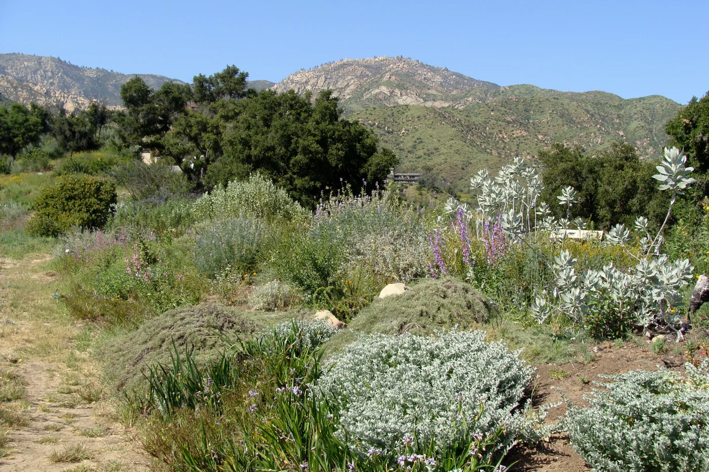 top of Porter Trail, view to Santa Ynez Mountains, SBBG 2 years after the Jesusita Fire
