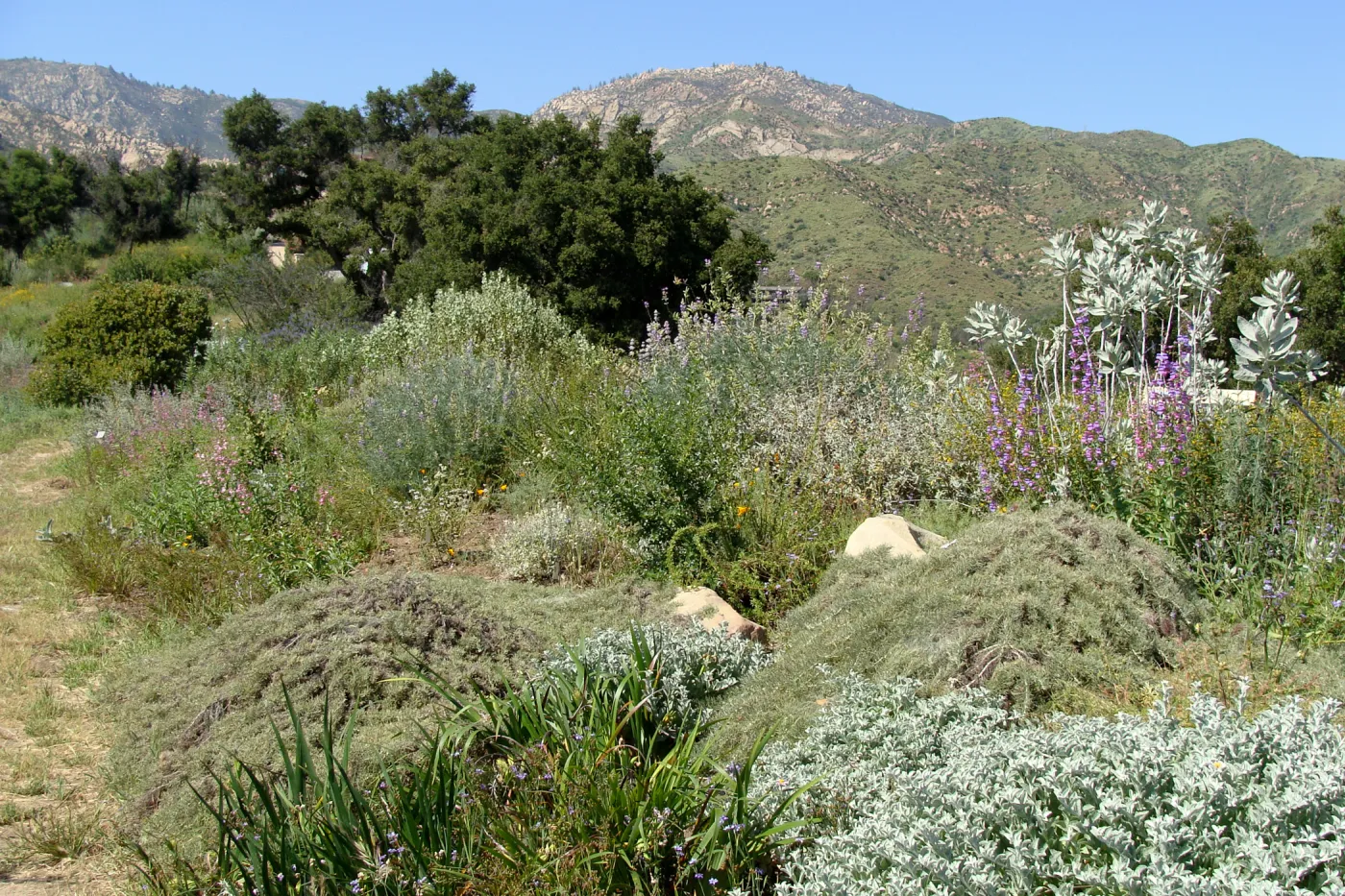top of Porter Trail, view to Santa Ynez Mountains, SBBG 2 years after the Jesusita Fire