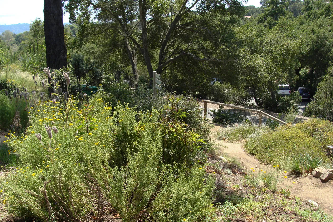 entrance to the Porter Trail loop, SBBG 2 years after the Jesusita Fire