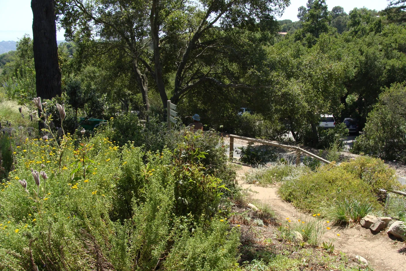 entrance to the Porter Trail loop, SBBG 2 years after the Jesusita Fire