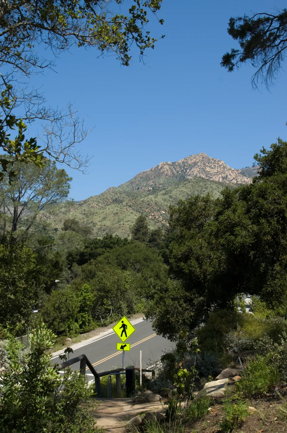 Porter Trail, view to Mission Canyon Road, La Cumbre Peak and Cathedral Peak, SBBG 2 years after the Jesusita Fire