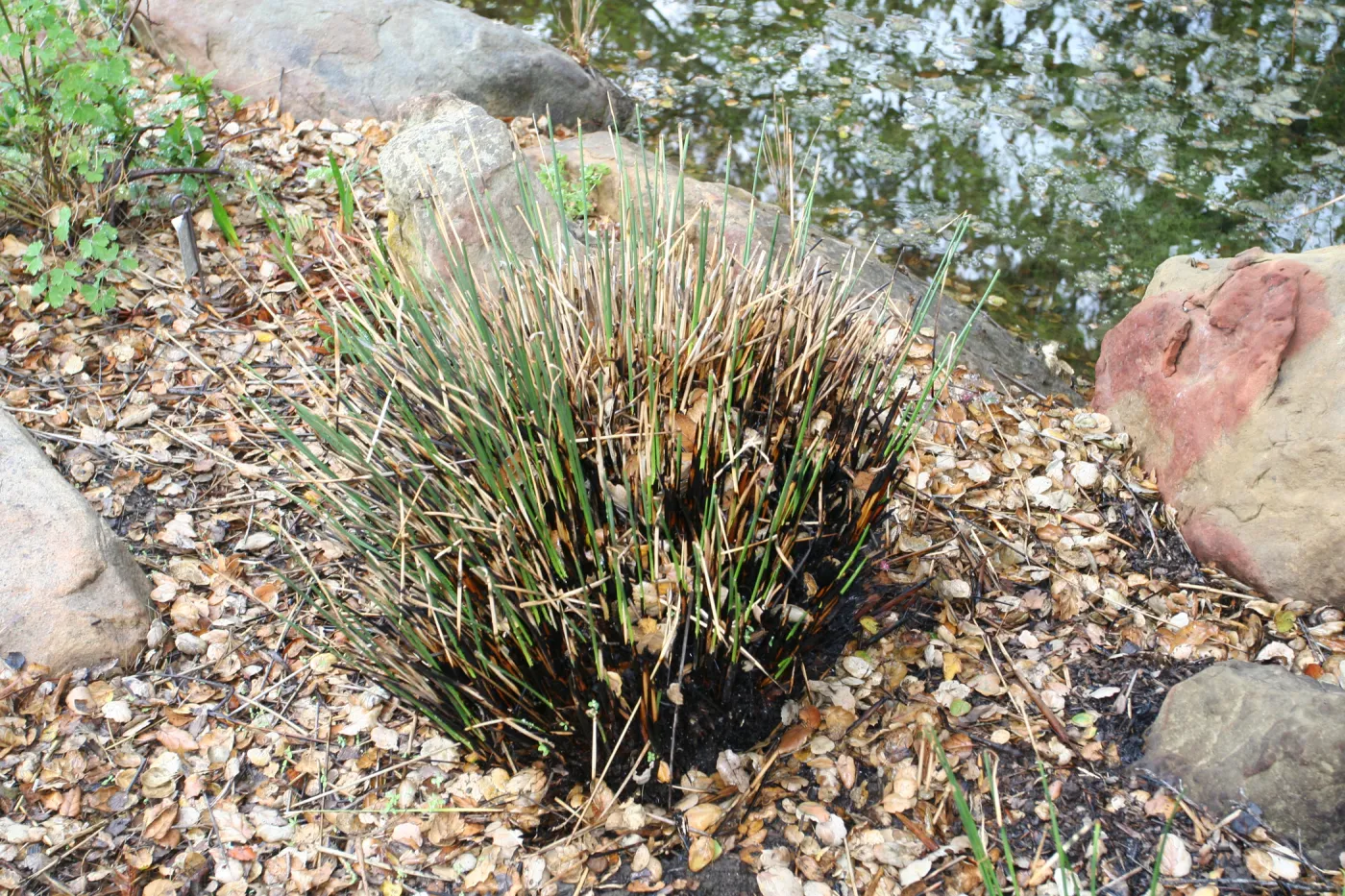 SBBG Fire Walk in the Garden, one month after Jesusita Fire