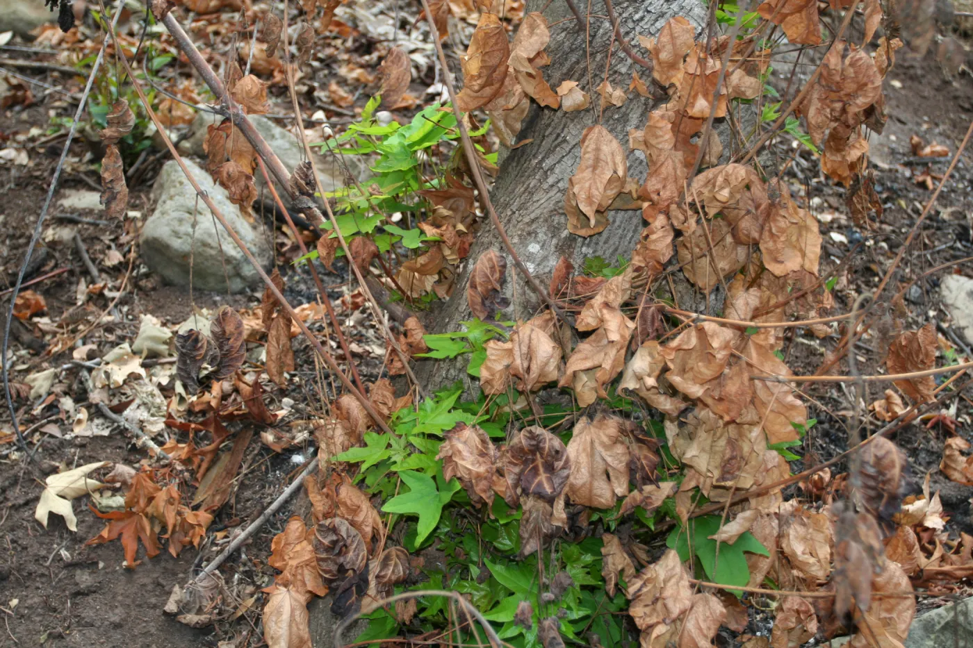 SBBG Fire Walk in the Garden, one month after Jesusita Fire, fresh green leaves sprout from the base of a sycamore in the canyon