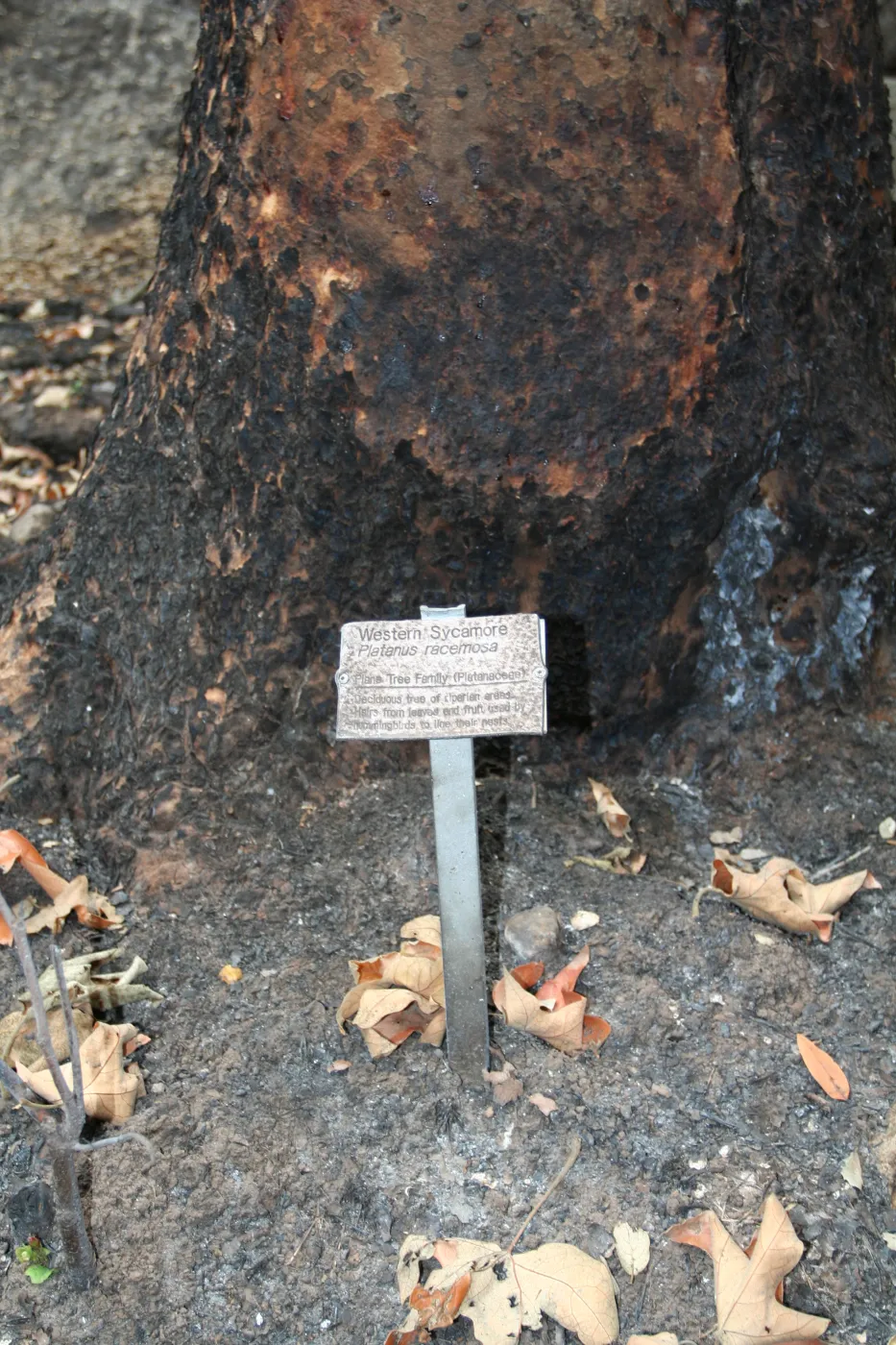SBBG Fire Walk in the Garden, one month after Jesusita Firefire damaged tree trunk