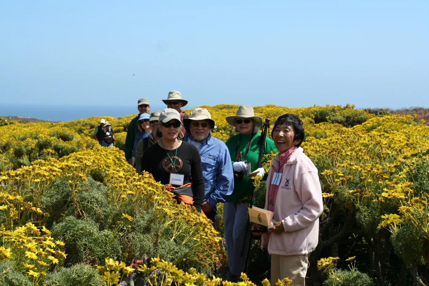 coreopsis in bloom, Anacapa Island, SBBG field trip, 2008