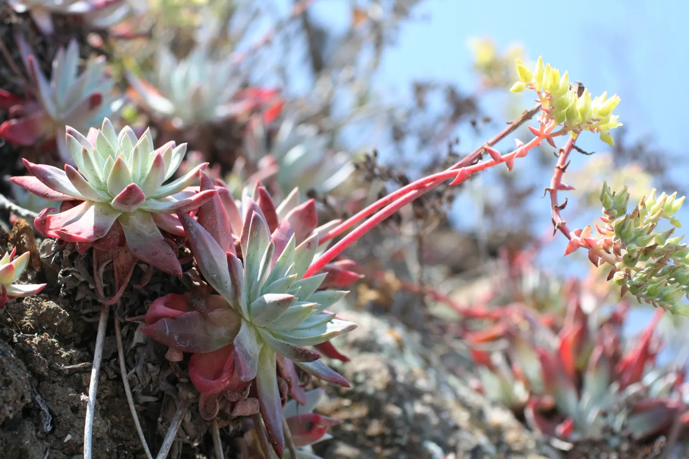 Dudleya, TEAWET, Santa Cruz Island field trip, 2009