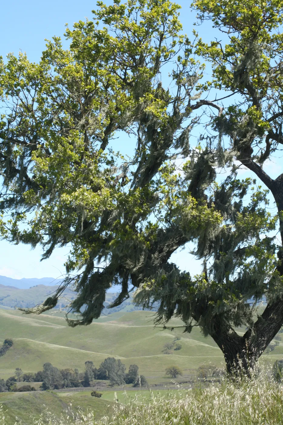 Sedgewick Reserve, SBBG Docent field trip, 2006