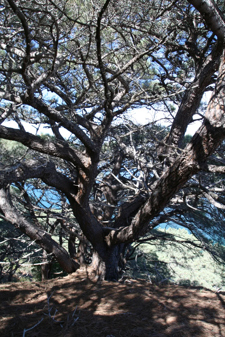 Santa Rosa Island, SBBG field trip