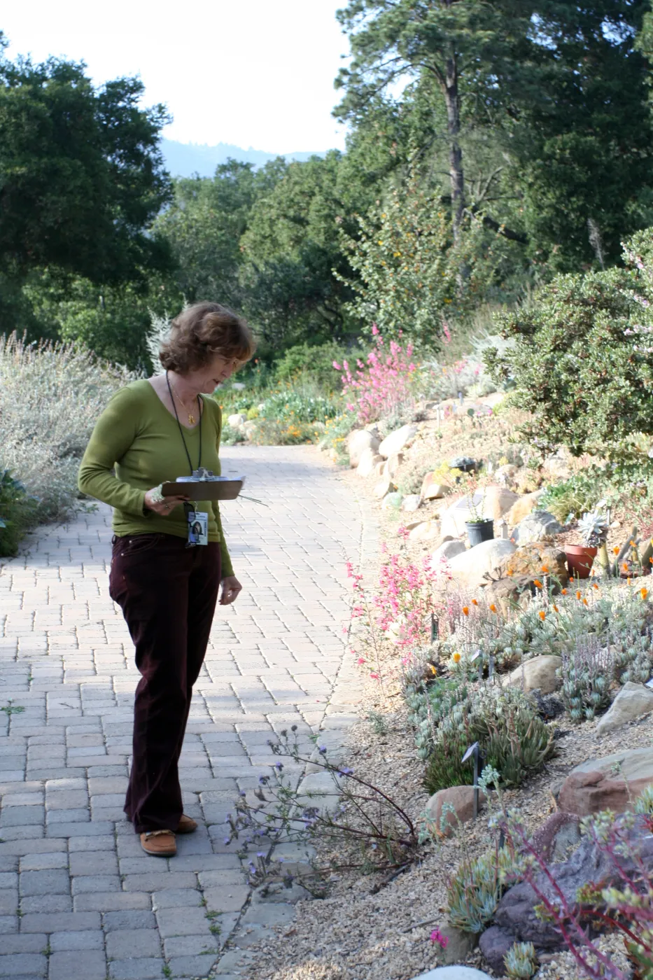 Betsy Collins leads a tour of the Dudleya (liveforevers) Display for docents at SBBG 