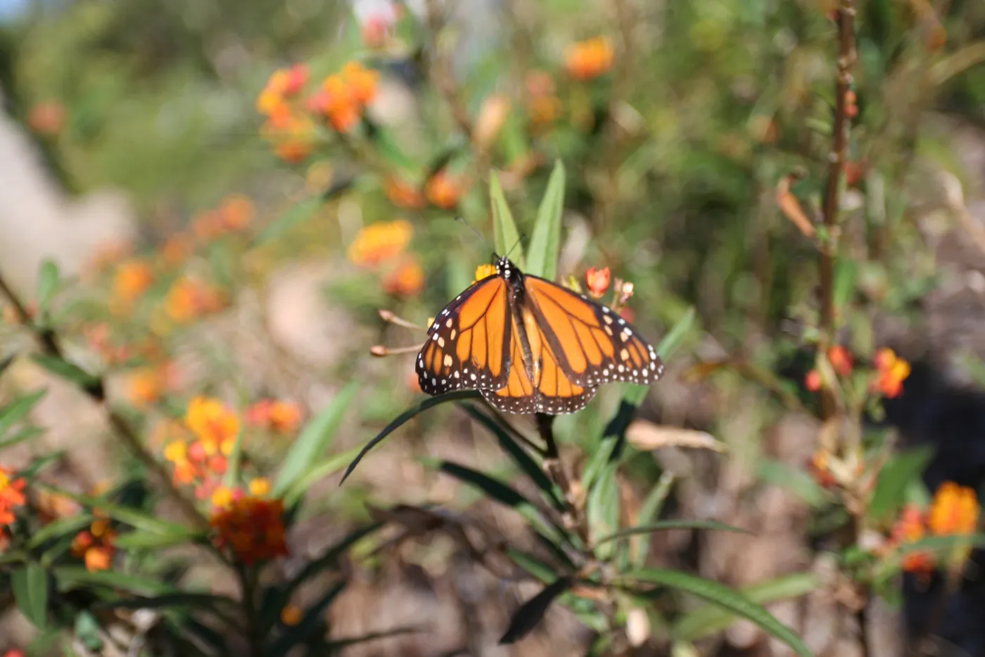 monarch butterfy, SBBG Master Gardener: Butterfly Garden at Alice Keck Park Memorial Garden