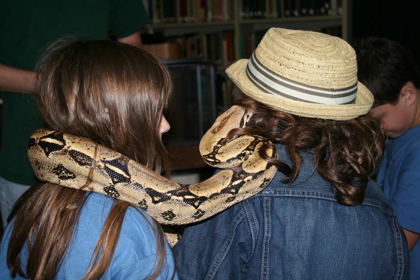 python boa constrictor, snake, reptiles in the Blaksley Library, SBBG Summer Nature Camp, 2009