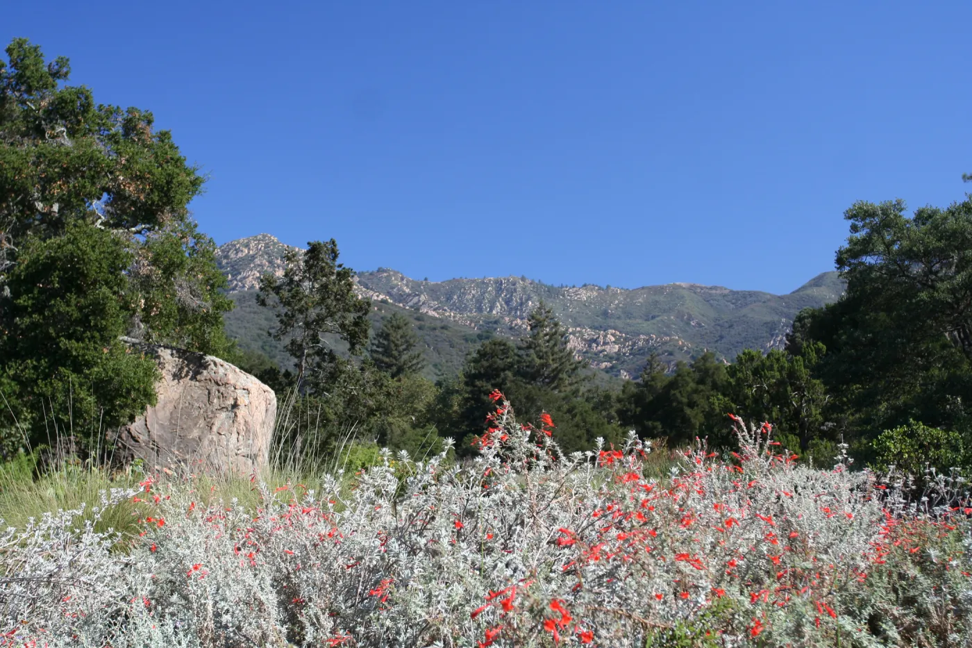 SBBG Meadow view to the Santa Ynez Mountains