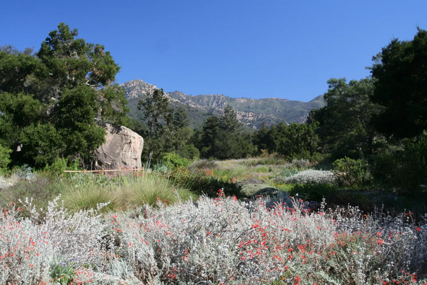 SBBG Meadow view to the Santa Ynez Mountains