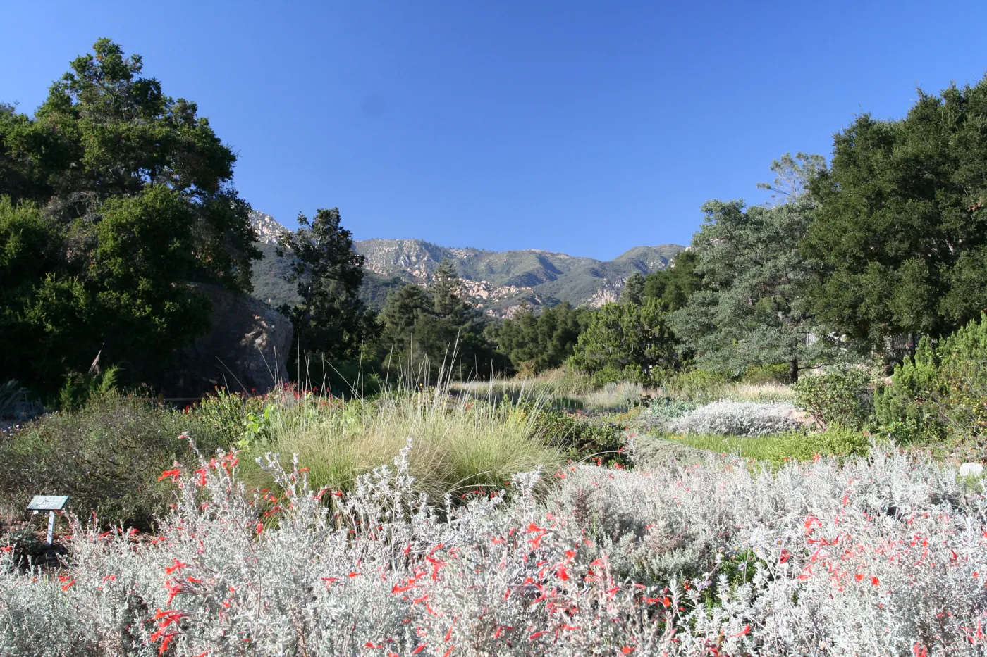 SBBG Meadow view to the Santa Ynez Mountains
