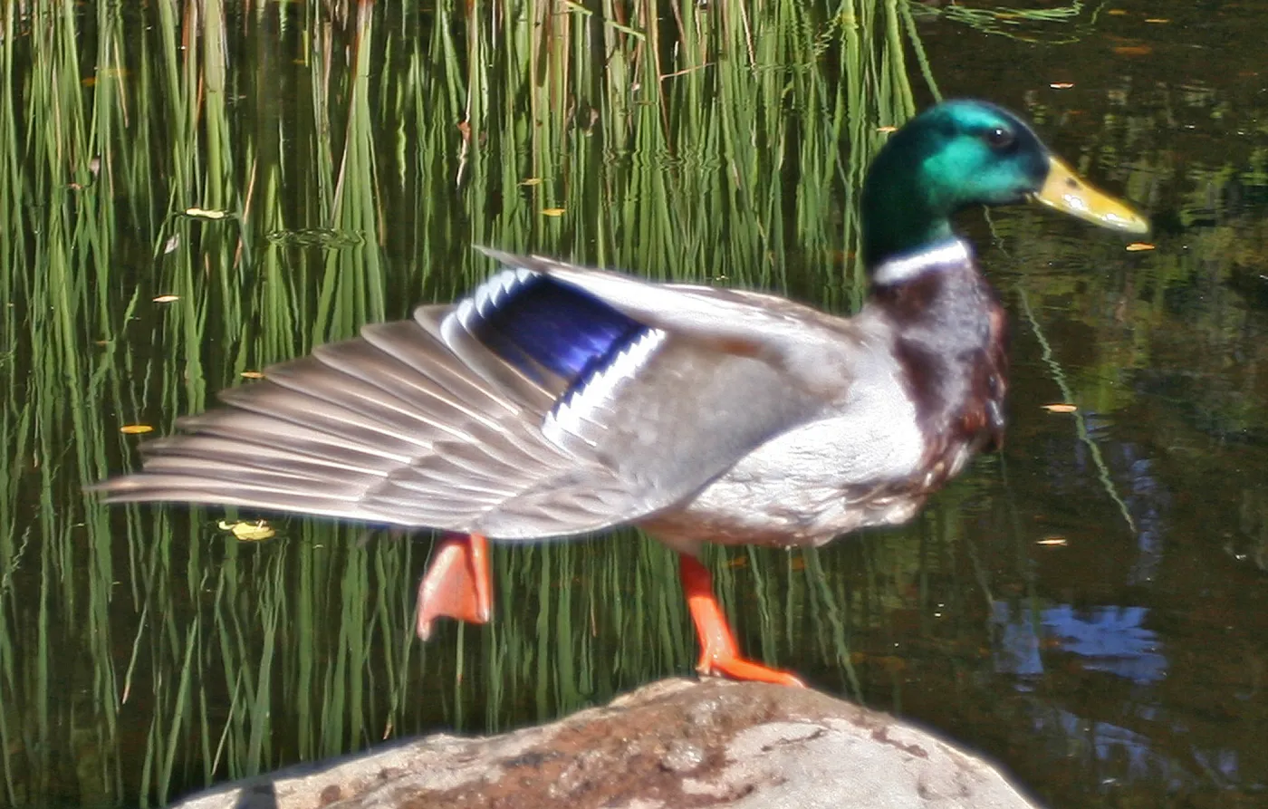 drake, mallard duck, SBBG Meadow Pond