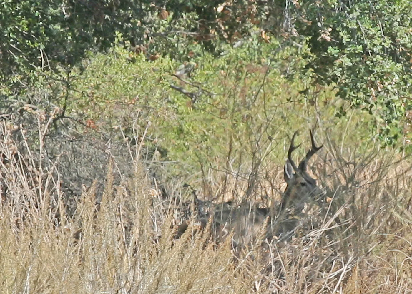 deer on the lakeshore, Lake Casitas, SBBG education tours, 2005-2006