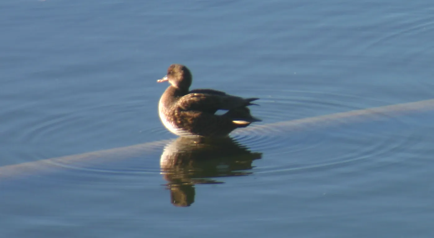 Gadwall, Lake Casitas, SBBG education tours, 2005-2006