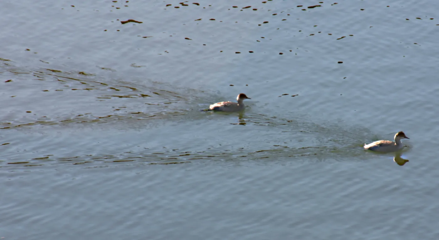 two little grebes, Lake Casitas, SBBG education tours, 2005-2006