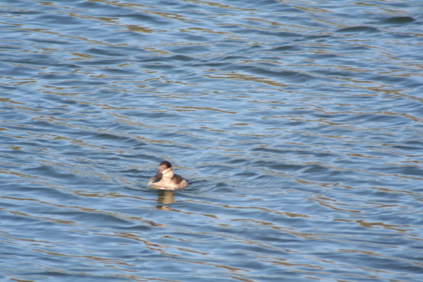 ruddy duck, Lake Casitas, SBBG education tours, 2005-2006