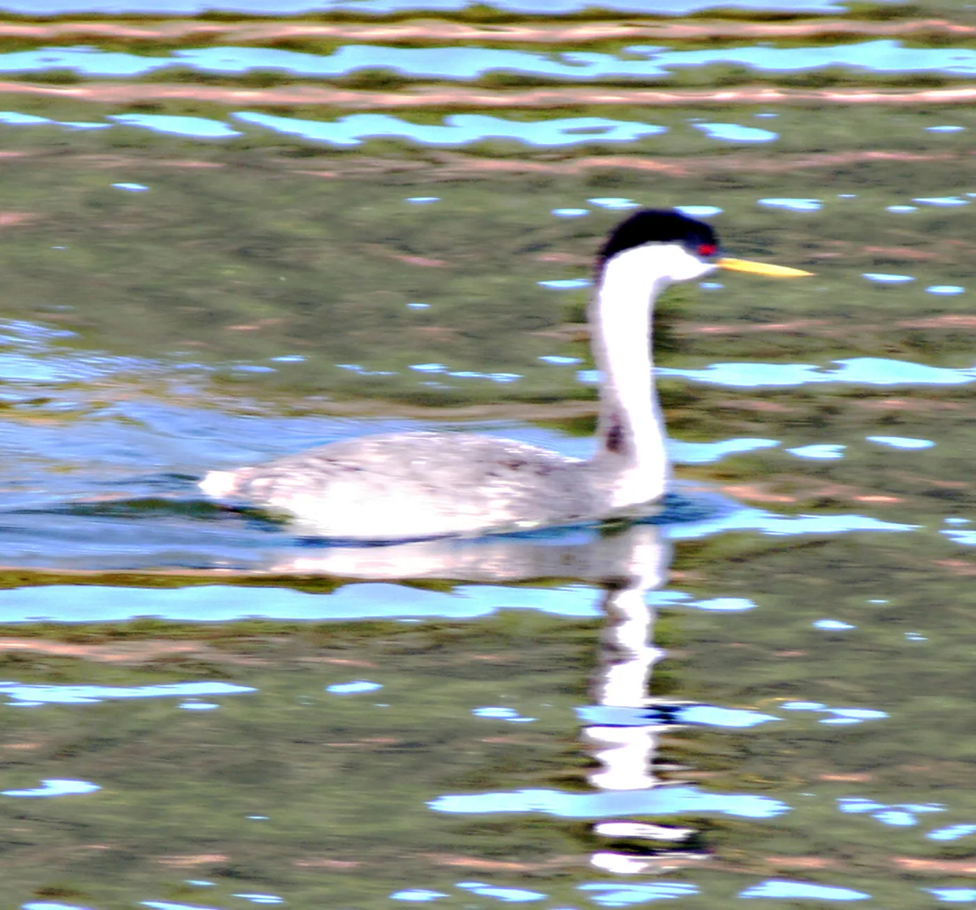 western grebe, Lake Casitas, SBBG education tours, 2005-2006