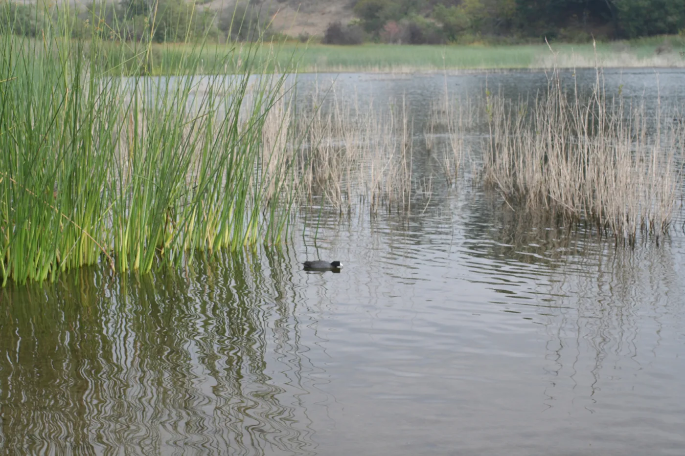 tules, Lake Casitas, SBBG education tours, 2005-2006