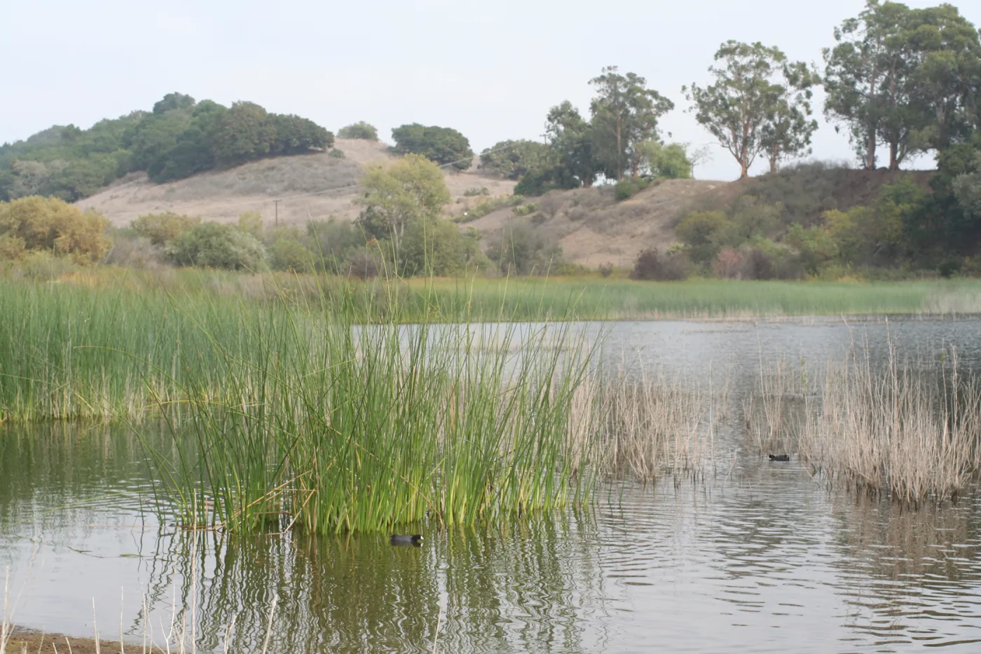 tules, Lake Casitas, SBBG education tours, 2005-2006