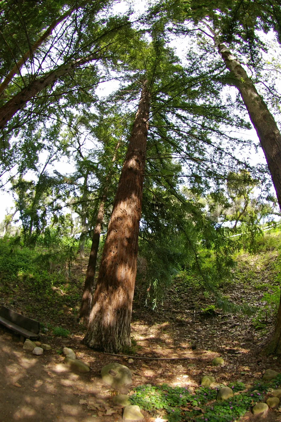 Redwood Section, Santa Barbara Botanic Garden, March 2011, © Gary Margeson