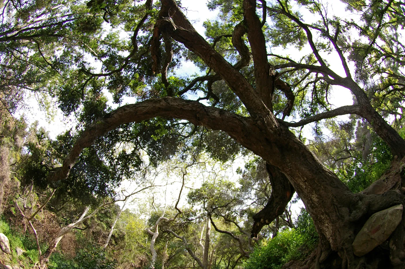 arching tree canopy in the canyon, Santa Barbara Botanic Garden, March 2011, © Gary Margeson
