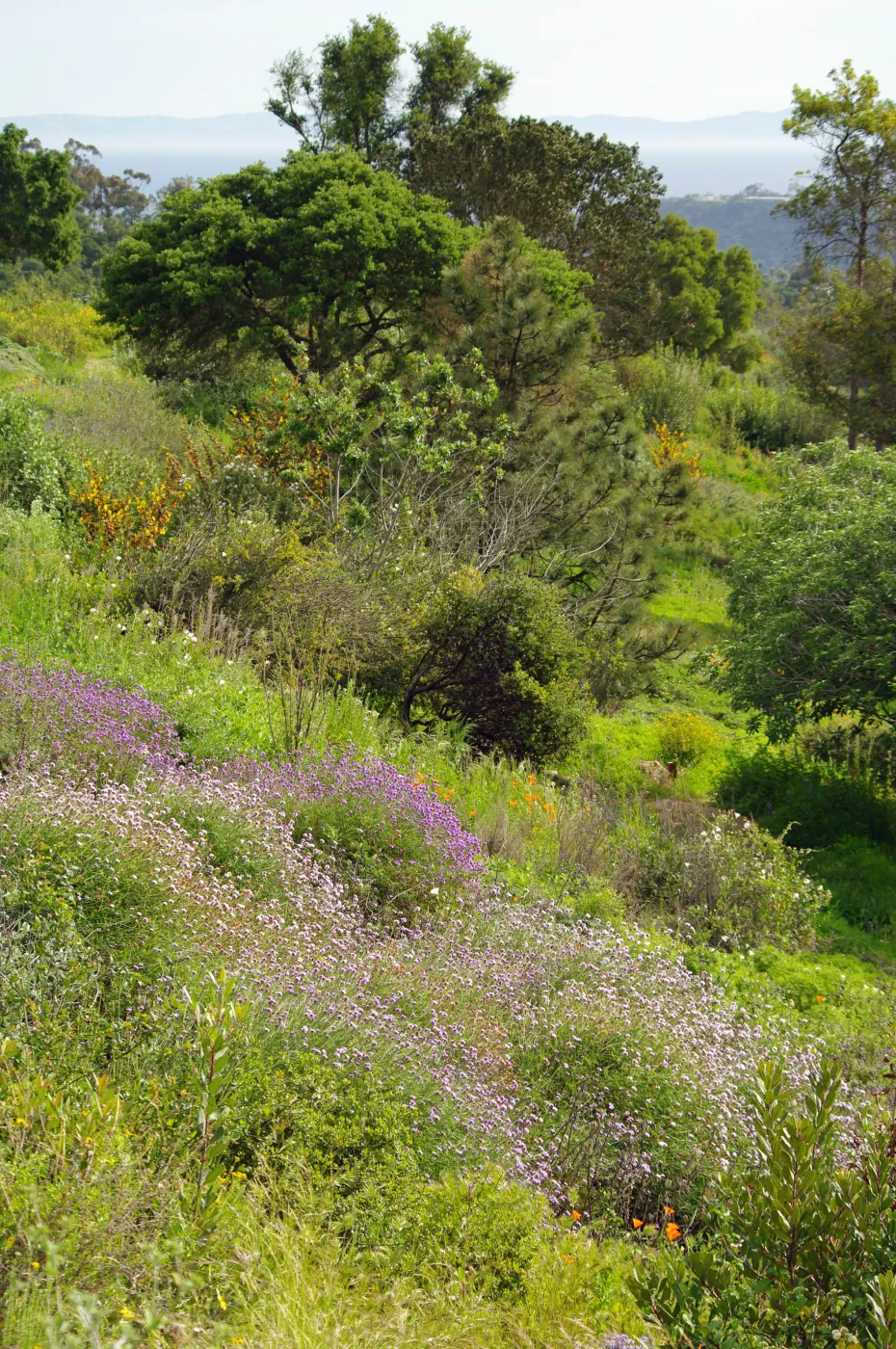 green slope with wildflowers, view to the ocean, Porter Trail, Santa Barbara Botanic Garden, March 2011, © Gary Margeson