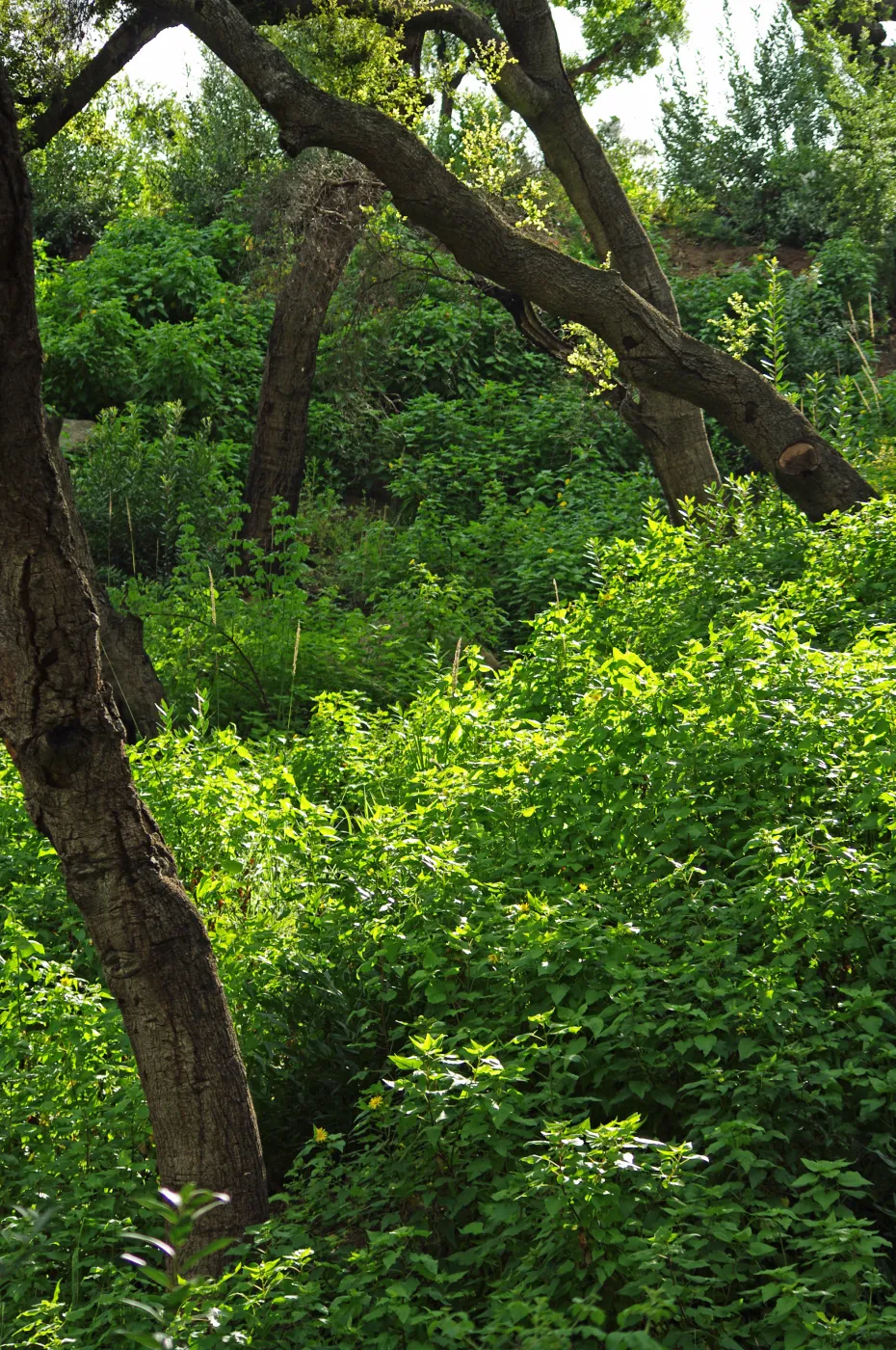 lush green foliage in the canyon bottom, Santa Barbara Botanic Garden, March 2011, © Gary Margeson