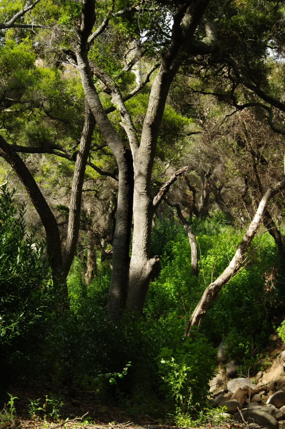 trees in the canyon, Santa Barbara Botanic Garden, March 2011, © Gary Margeson
