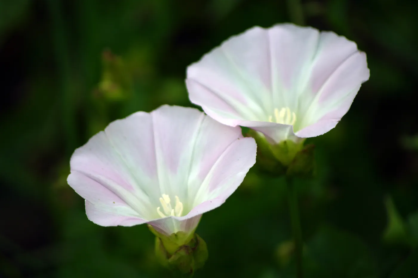 morning glory flowers, Santa Barbara Botanic Garden, March 2011, © Gary Margeson
